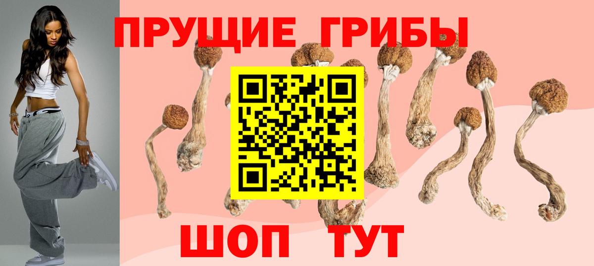 Псилоцибиновые грибы Psilocybe Кирово-Чепецк